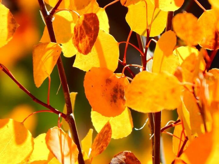 PSmola's tweet photo. Pic Courtesy of my mile high sisters. #Fall already! Where did #summer go?! #fallcolors2016 #mhs https://t.co/yAdviZ7LLU