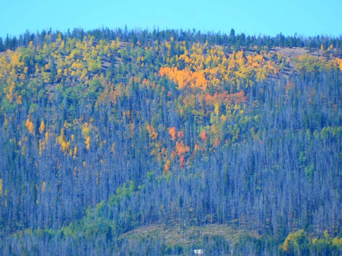 PSmola's tweet photo. Pic Courtesy of my mile high sisters. #Fall already! Where did #summer go?! #fallcolors2016 #mhs https://t.co/yAdviZ7LLU
