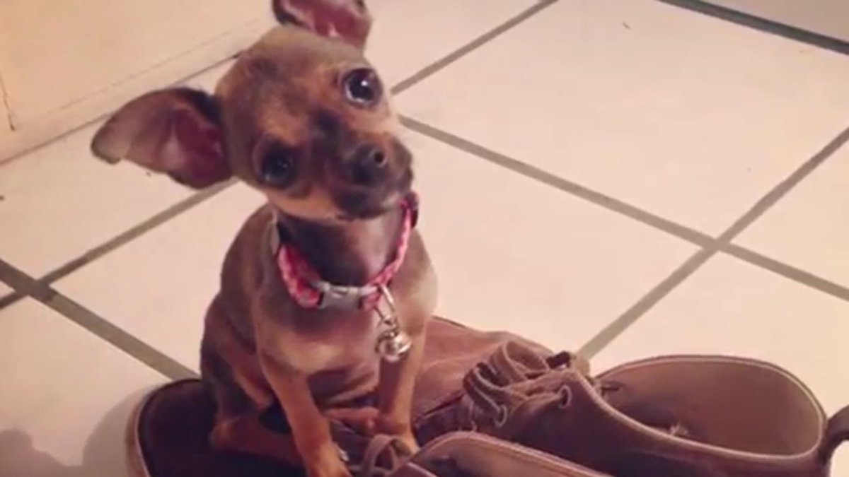 _natalie03_'s tweet photo. te vamos a encontrar princesa💖 Si tienen alguna información sobre mimi, no duden en decirlo!😭💔#DondeEstaMimi https://t.co/q2sviWDABm