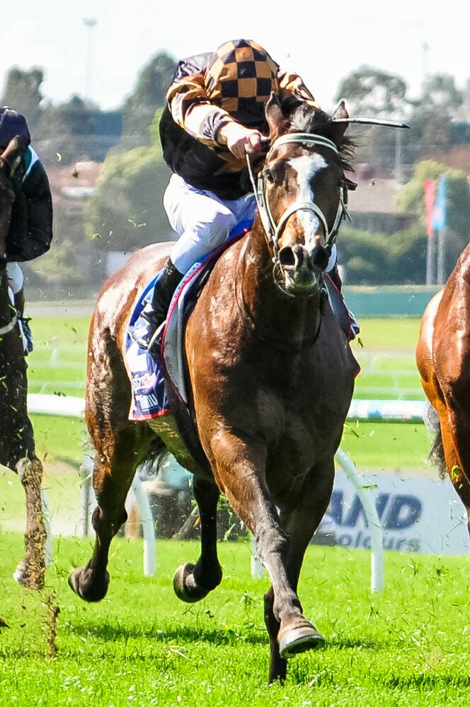 GrandSyndicates's tweet photo. #StableUpdate
Last start Caul. winner Khutulun has now returned to work after abscess cut short last prep #TeamGrand https://t.co/kouXqUvig0