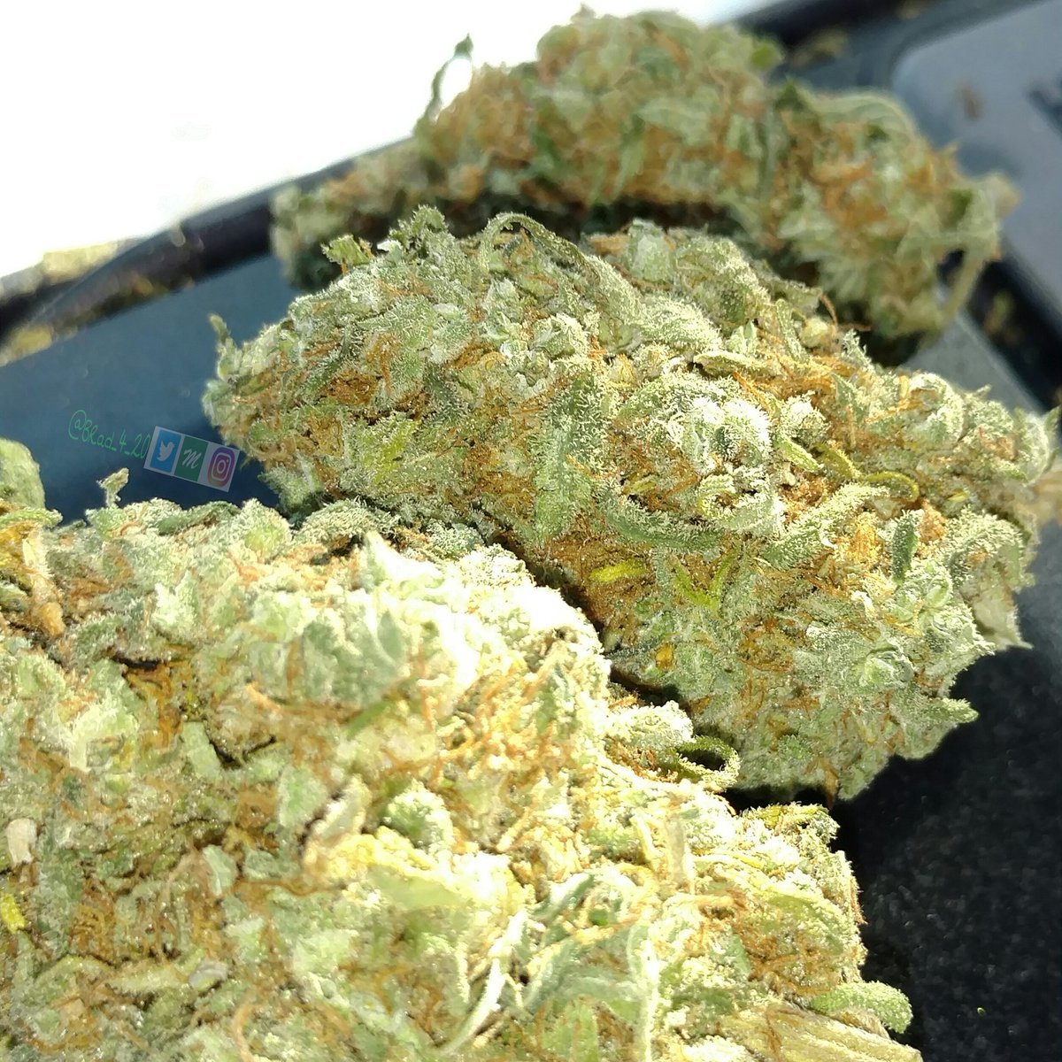 BRad_4_20's tweet photo. Hope you all are having a blazin good day!
😀✌🍁💨💨💨
#StonerSunday #PeacefulPotHead
#StonerLife #OneLove #LetGetHigh https://t.co/TshVLtXipa