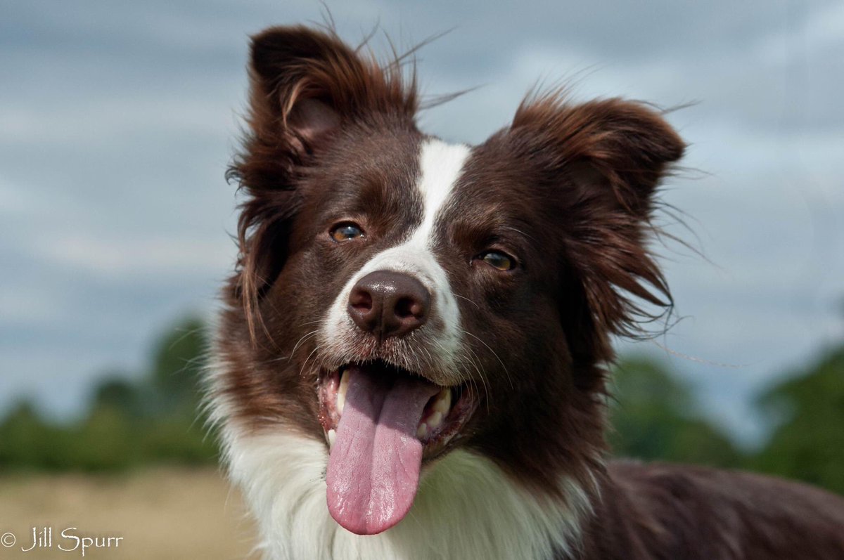 dreamworkbc's tweet photo. Gorgeous Red Border Collie on@Countryfile. We approve! Go Team Scotland! #RedNell #OMAHD #countryfile https://t.co/80kCdUXtqB