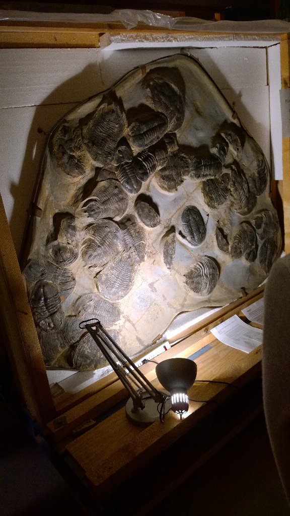 Behind the scenes <a href="/ROMtoronto/">Royal Ontario Museum</a> for #romgamejam