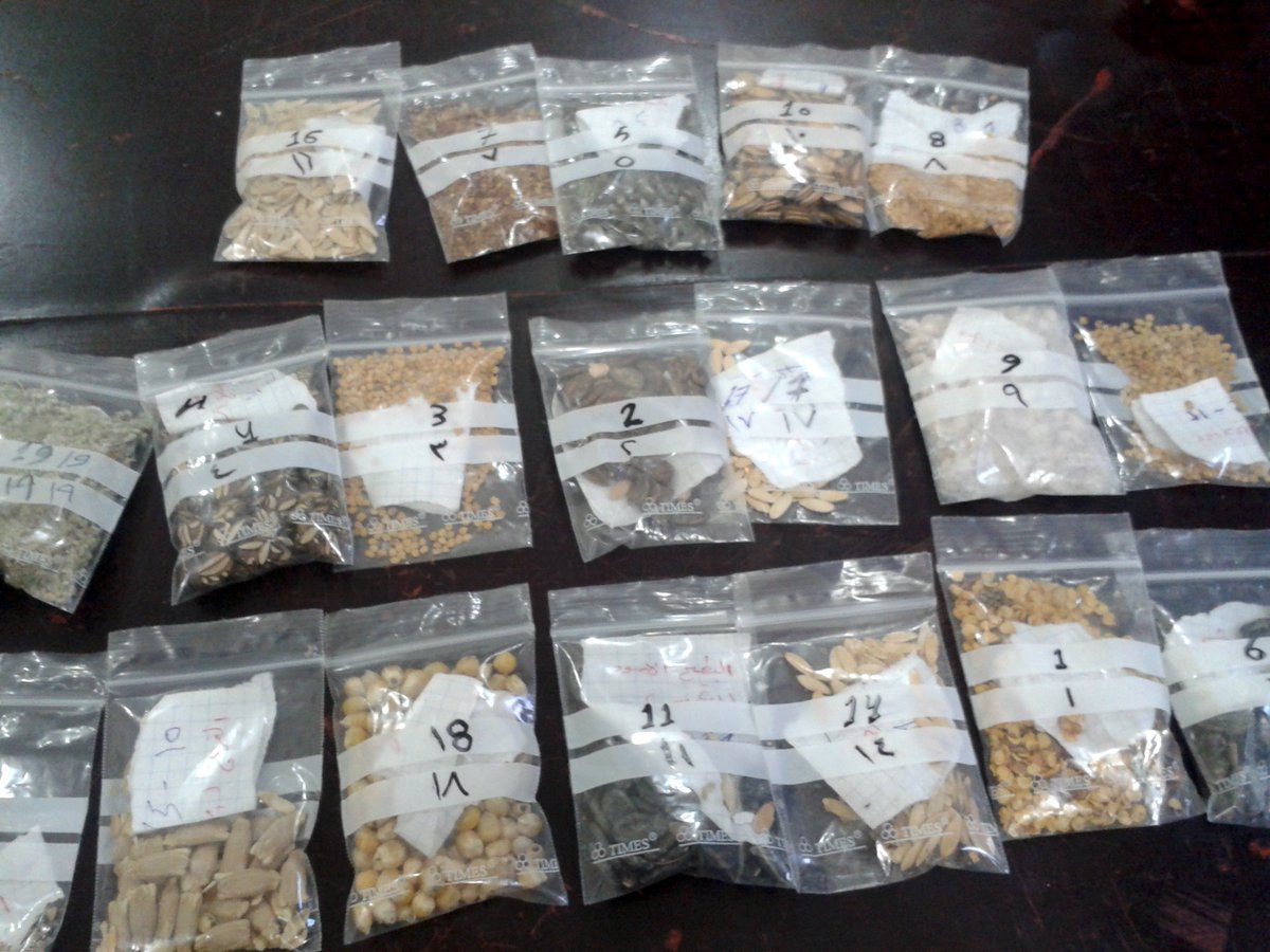 AboriRojava's tweet photo. Em diçin gundan, tovan heremî ji bo Banka Tov komdikin | Collecting seeds from local farmers for the seed bank https://t.co/bARNdve864