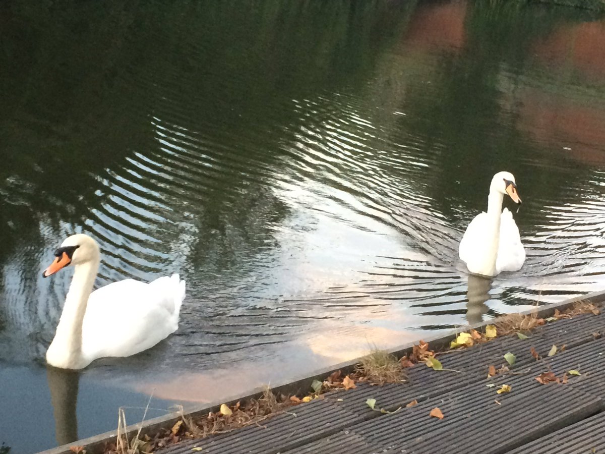 KerryLouise_91's tweet photo. Evening stroll down the canal. πππ #HytheLife #Hythe #SwanFriends https://t.co/reU6BYVVL0