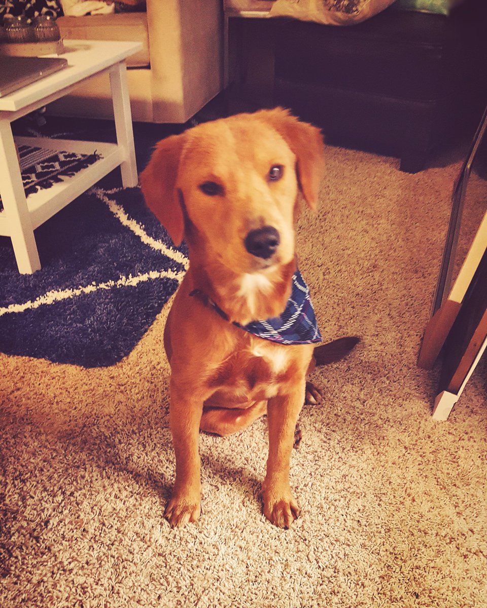 Refocused's tweet photo. Thanks to @Target's new pet products in Bullseye's playground, my dog looks fly! #loveher #goldenretriever https://t.co/g9oLskhkeQ