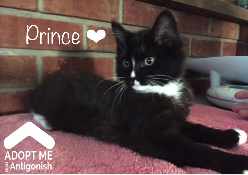 Antigonish SPCA (AntigonishSPCA) Twitter