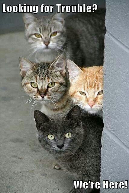 A photo of a bunch of cats with the text: looking for trouble? we are here!