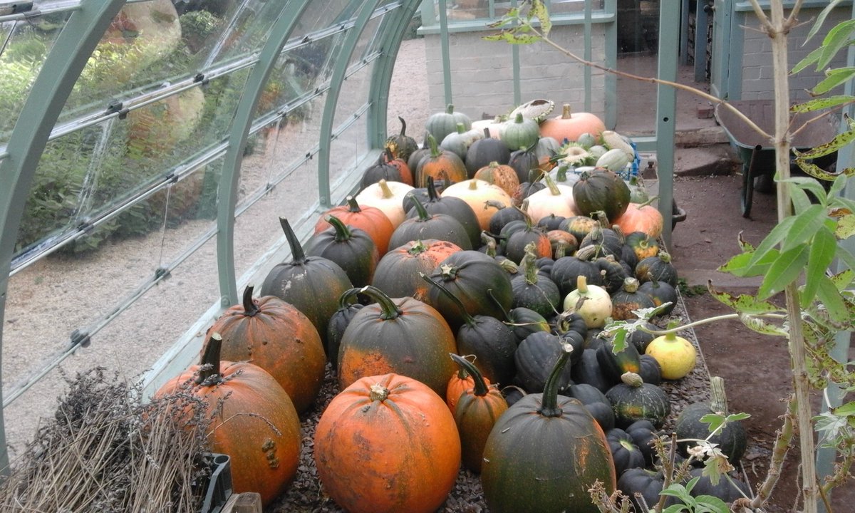 Mandarines tweet media