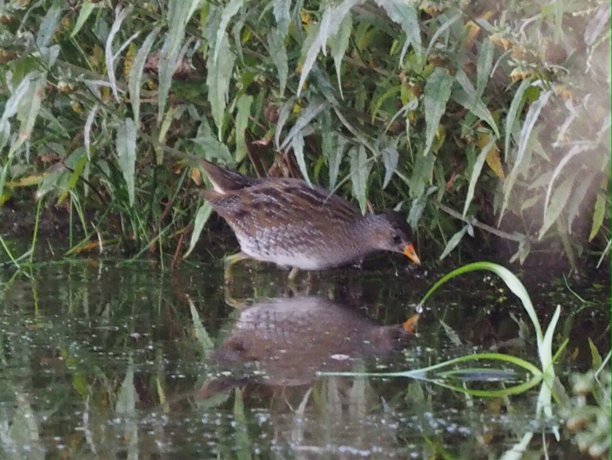 Arnoptix's tweet photo. Potverdikkie. Vanmorgen vuurgoudhaantje, vanavond porseleinhoen @waarneming @vogelskijken #happy #oosterwolde https://t.co/wXYizmwHll