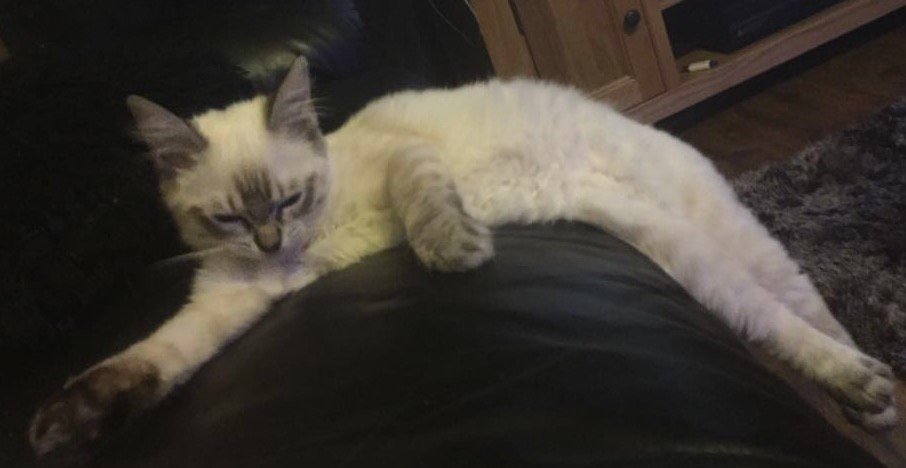 BRagdolls's tweet photo. This sofa is all slippery !! #sleepfalling https://t.co/kHYapP3lTD