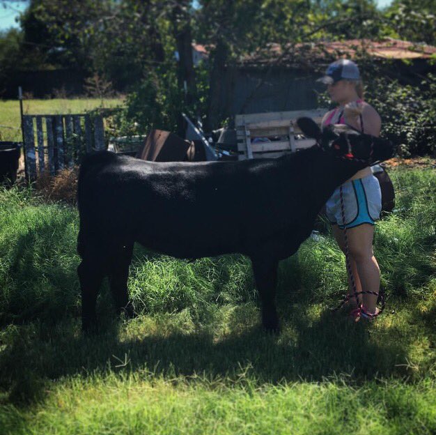 harmonranches's tweet photo. Hazel got a bath today. Show season is right around the corner. #hazeltheheifer #simmentalsunday https://t.co/5j6PYhcbYd