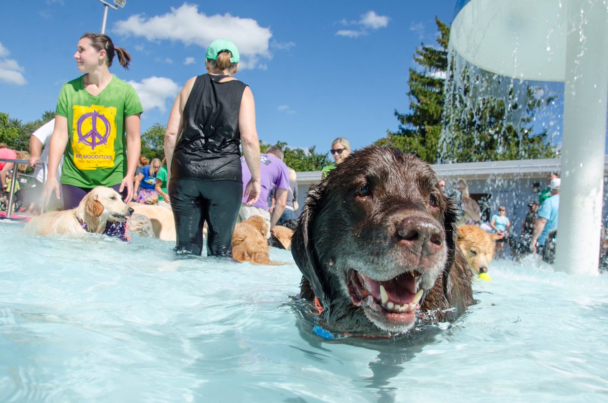 Hi from the Pooch Plunge #glasscitydogpark #poochplunge <a href="/GlassCityDogPrk/">Glass City Dog Park</a> @Kelly_Dibble