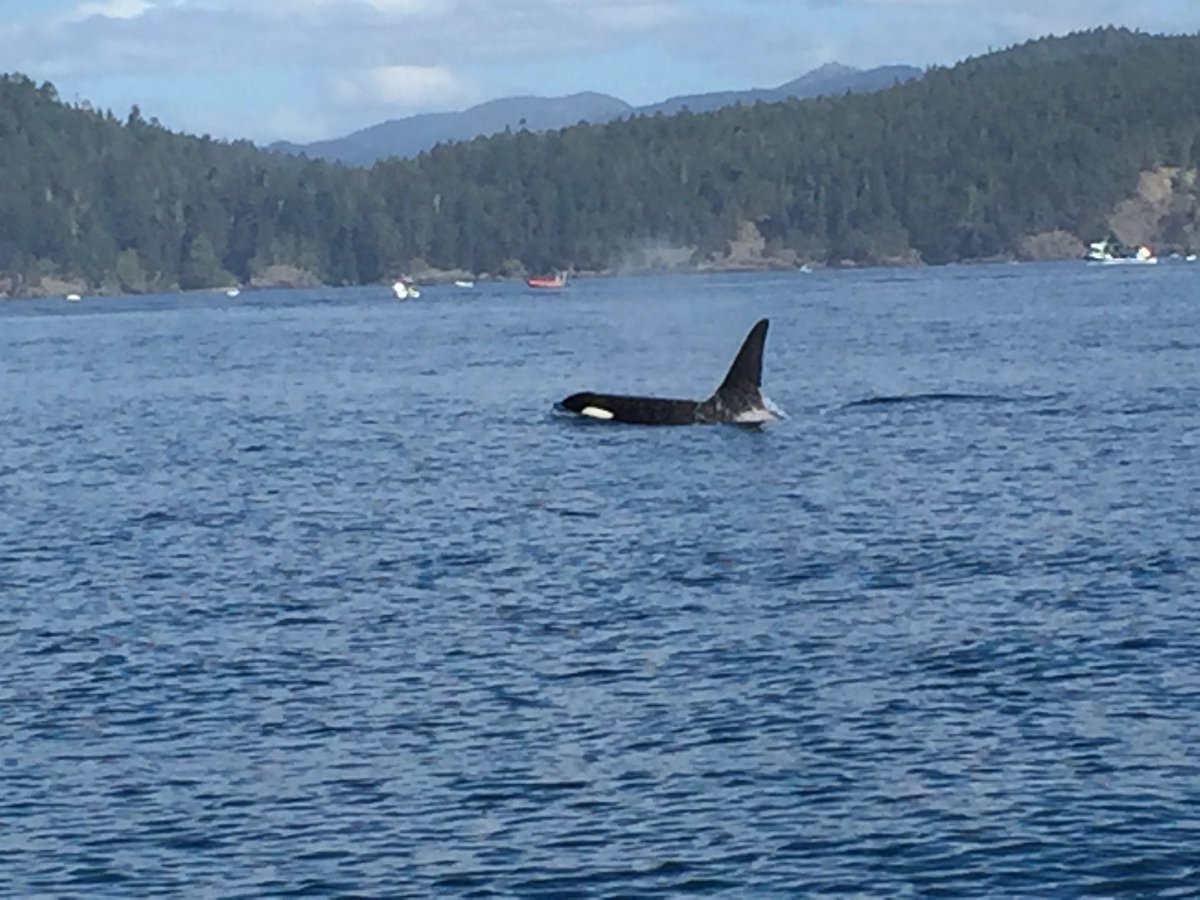 beerguychris's tweet photo. Having a whale of a time in Victoria! #GCBF2016 #vicbeer #CraftTakesVictoria https://t.co/uzfhGlBffI