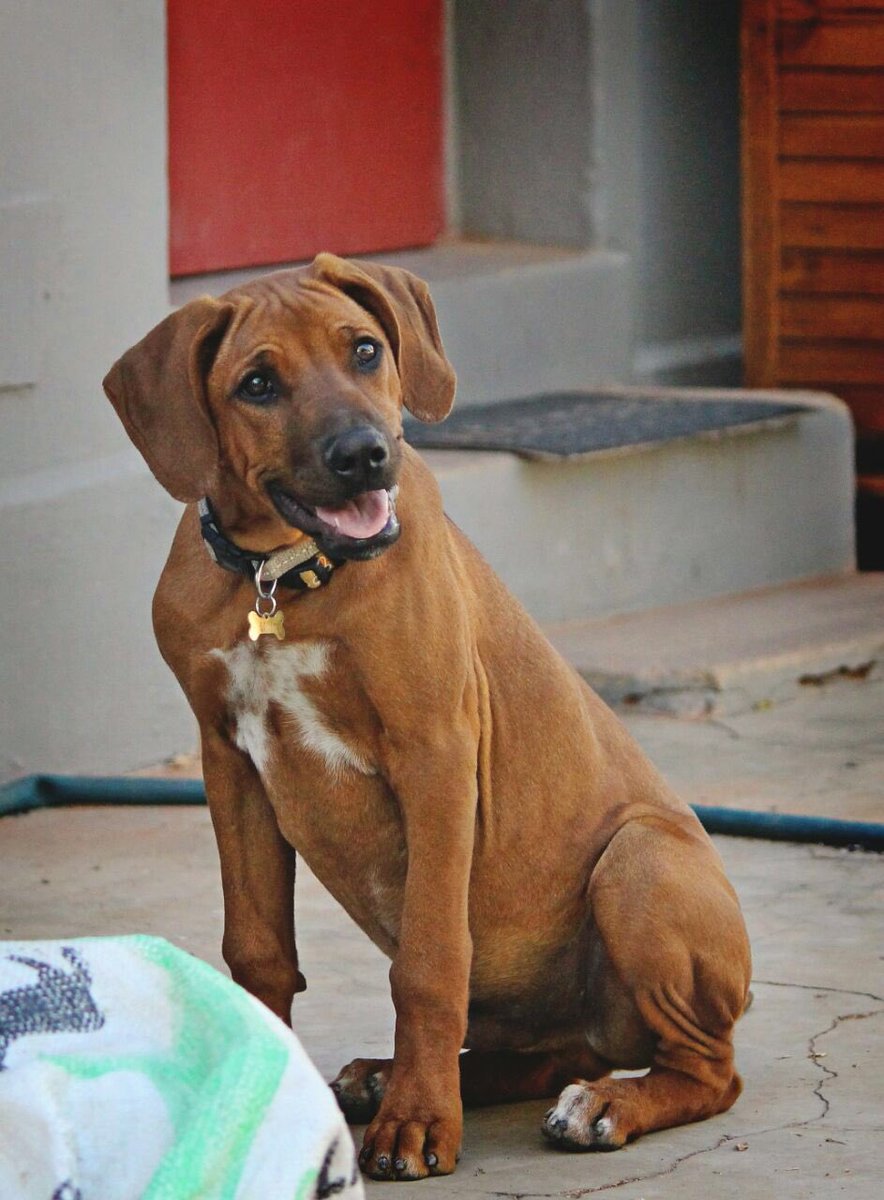 JasonShortSA's tweet photo. #bruce #ridgeback #puppylove https://t.co/lu06ekdRRL