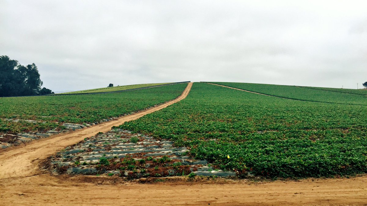 tipsytea's tweet photo. I wish I could share the smell of these strawberry farms right now 😍🍓🍓🍓 #acapaccoast #biketour #blackburnranger2016 https://t.co/bLOvqFysa4