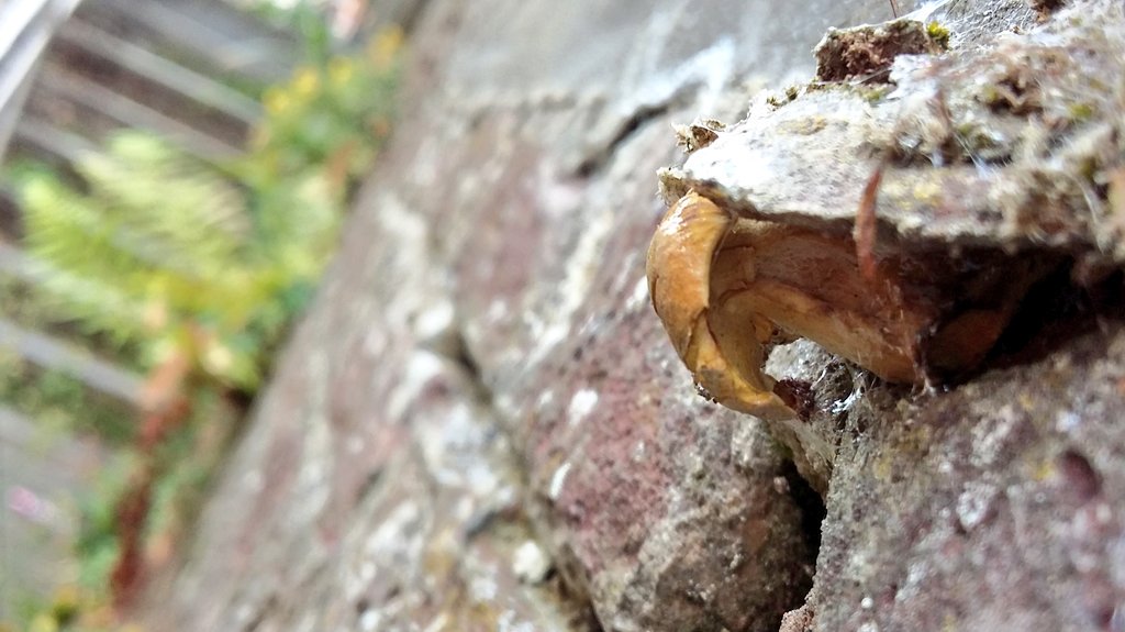 3_esse's tweet photo. Never seen this before: Boletus #funghi pushing out of the Dyle river embankment, Mechelen.
#deRodeRoute #OMD2016 https://t.co/AtB8xVg3dp