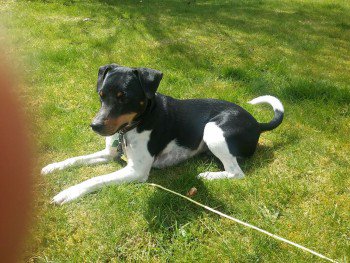 DogLostUK's tweet photo. #Lost #ScanMe Jack Russell Male
#Dartmoor nr #Ponsworthy & #Poundsgate #Devon #TQ13 https://t.co/aENZidJ6nf โฆ https://t.co/1h5SKfHM4J