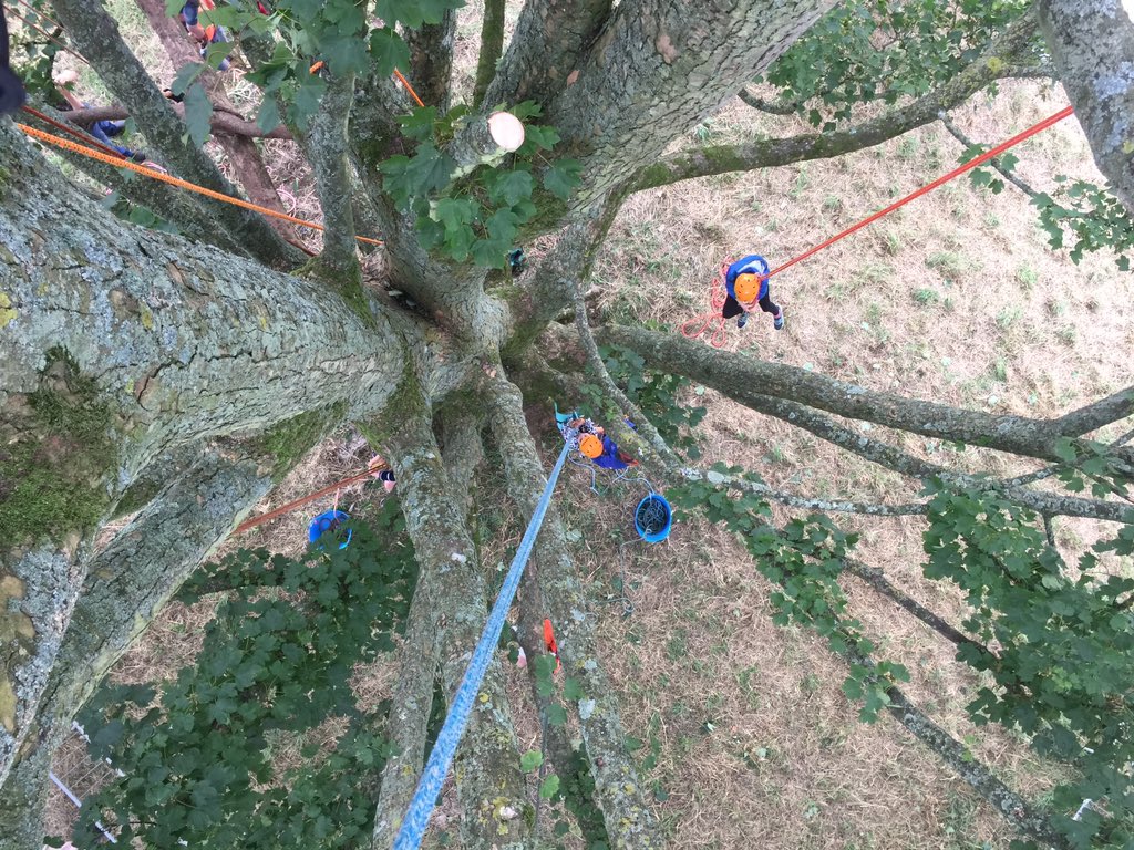 jrtrenchard's tweet photo. Tree climbing this weekend @AlresfordShow with @arborventure https://t.co/SkOMx7C5Uw