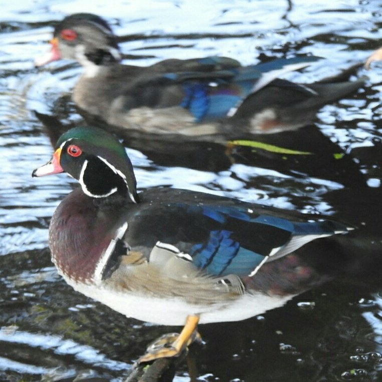 MitchellOutdrs's tweet photo. Wood Ducks https://t.co/LAWaRf4rOB