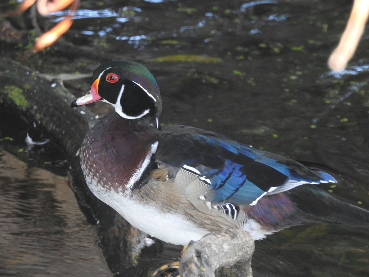 MitchellOutdrs's tweet photo. Wood Ducks https://t.co/LAWaRf4rOB