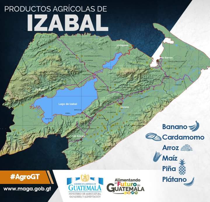 MagaGuatemala's tweet photo. Izabal, un departamento eminentemente agrícola, que exporta productos y fortalece la economía de Guatemala. #AgroGT https://t.co/96ZkazNdBs