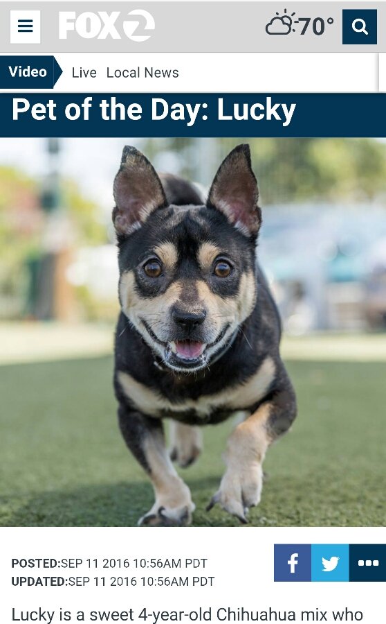 AdoptCCAnimals's tweet photo. Adoptable #dog #Lucky_CCSTCA_62 OMG I'm #PetOfTheDay at @KTVU! #stillmodest, #chi mix https://t.co/ghr7mpEG04 https://t.co/d8wgB3jhI9