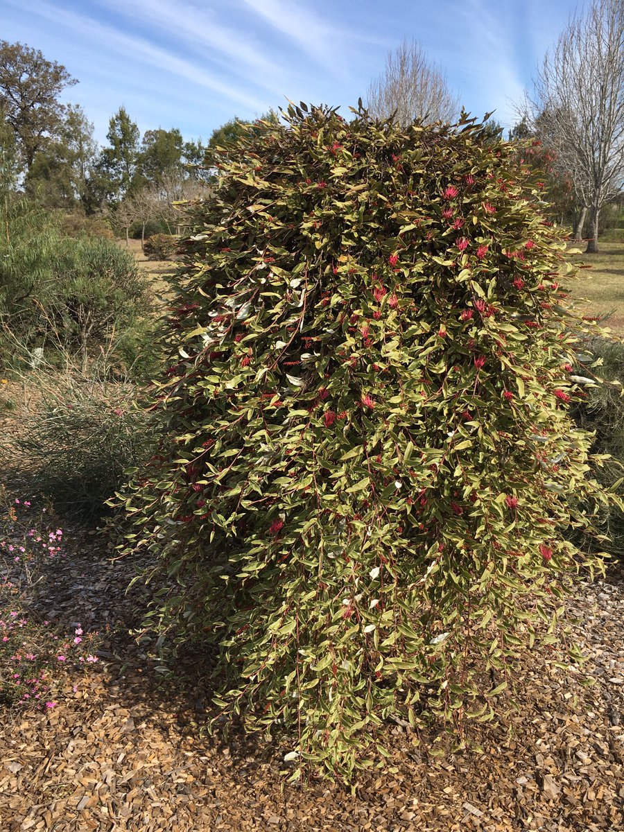TexanInOz's tweet photo. Grafted Grevillea laurifolia x willisii 'Sunkissed Waters' variegated form of 'Royal Mantle' #OzFlora #Proteacea https://t.co/SnjmFh48sI