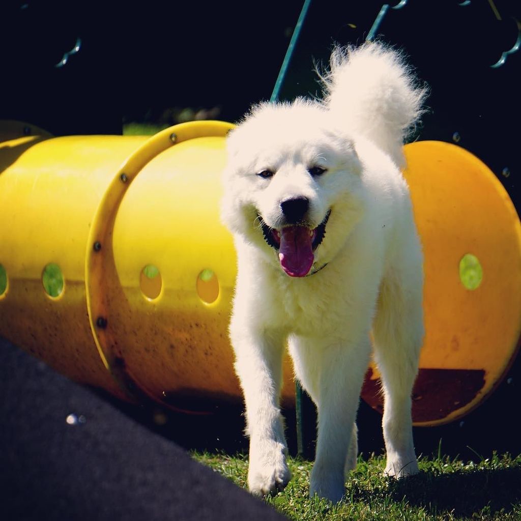 jeremykarney's tweet photo. That moment when you realize you have the dog park to yourself. #dogsofinsta #dogsofinstgr… https://t.co/UQHhJ06CD9 https://t.co/oRpv0QaCJp
