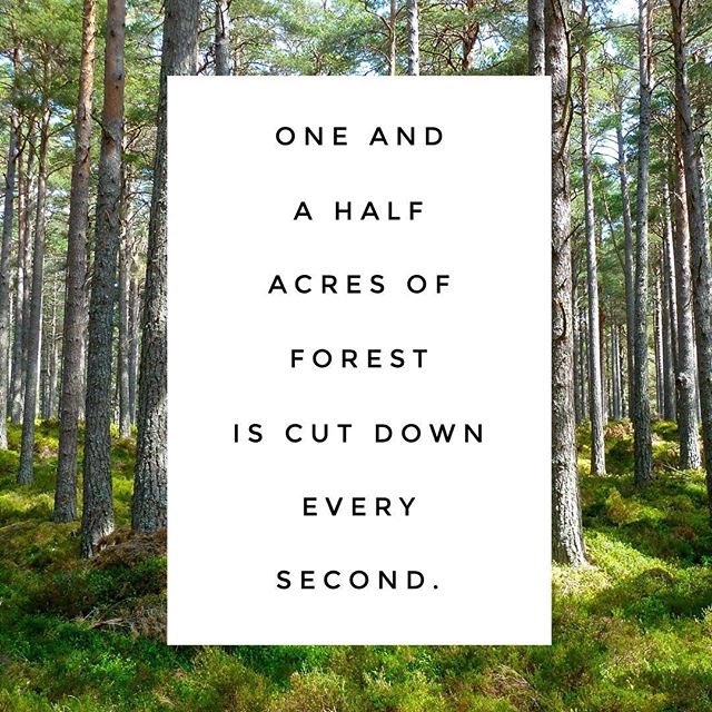 HippieDeity's tweet photo. 🌲🍃 #BrieFree #BrieMode #BellaArmy #Nature #NatureLovers https://t.co/noCRzjvQf7