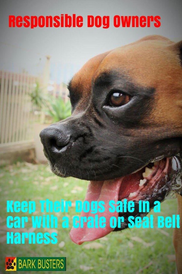 BarkBusterGuys's tweet image. #ResponsibleDogOwnershipMonth: 🐾You have precious cargo in your car. #BarkBusters #dogtraining #Yeg #SpeakDog