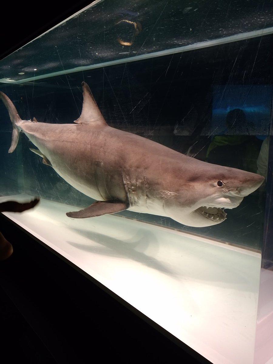 松崎貴之 V Twitter 国立科学博物館 海のハンター展 その1 ポスター通り サメ類を中心としつつ 全長3メートルのホホジロザメ液浸標本は必見 例えばマダイに 貪食の女王 の二つ名をつける等 笑 海の動物を 捕食者 という観点で捉え直した企画で面白い