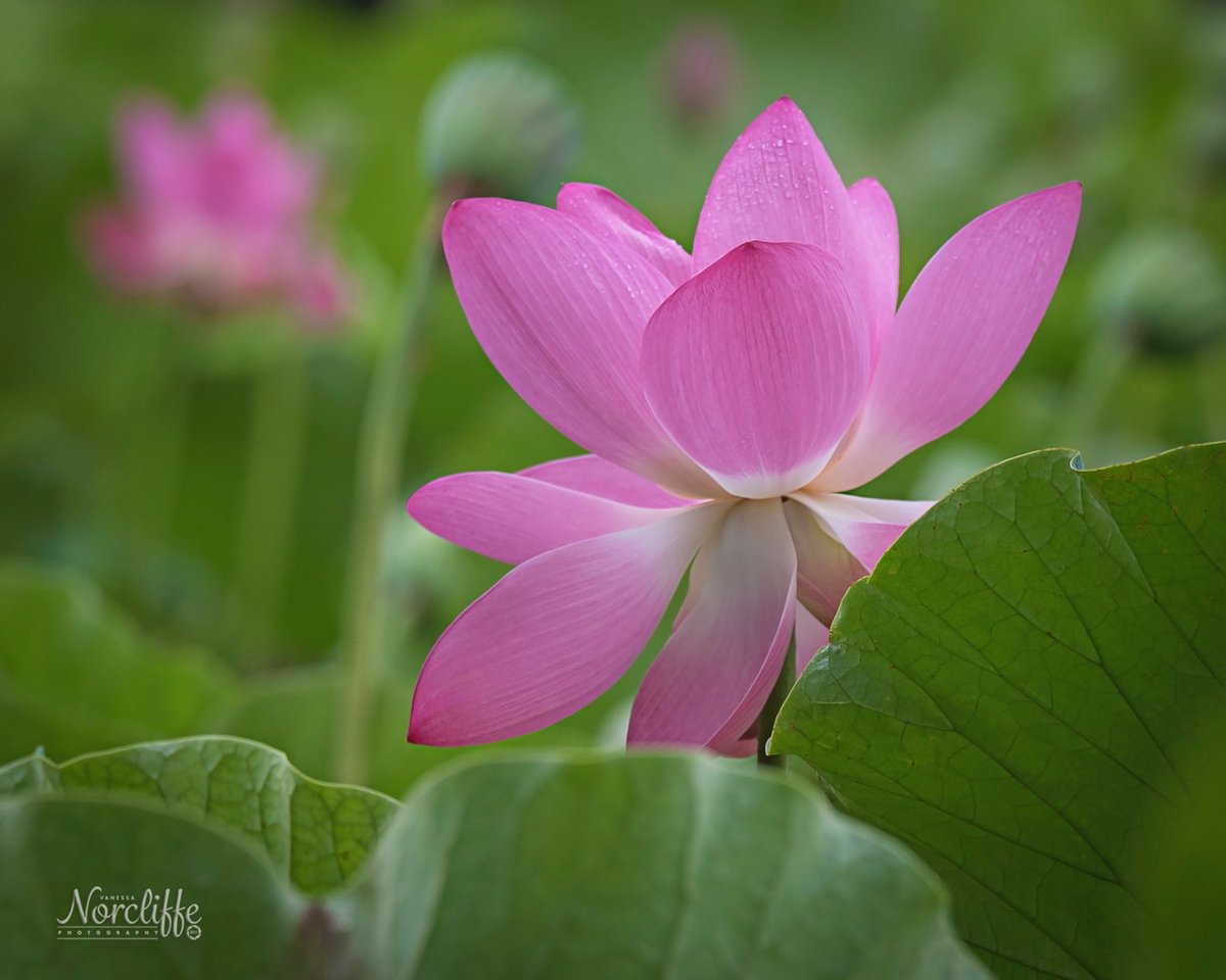 vnorcliffe's tweet photo. The amazing Lotus flower #lotusflower #flowerphotography #naturephotography #nikon_photography #nikond750 #sigmalens https://t.co/GYrCZ80tFn