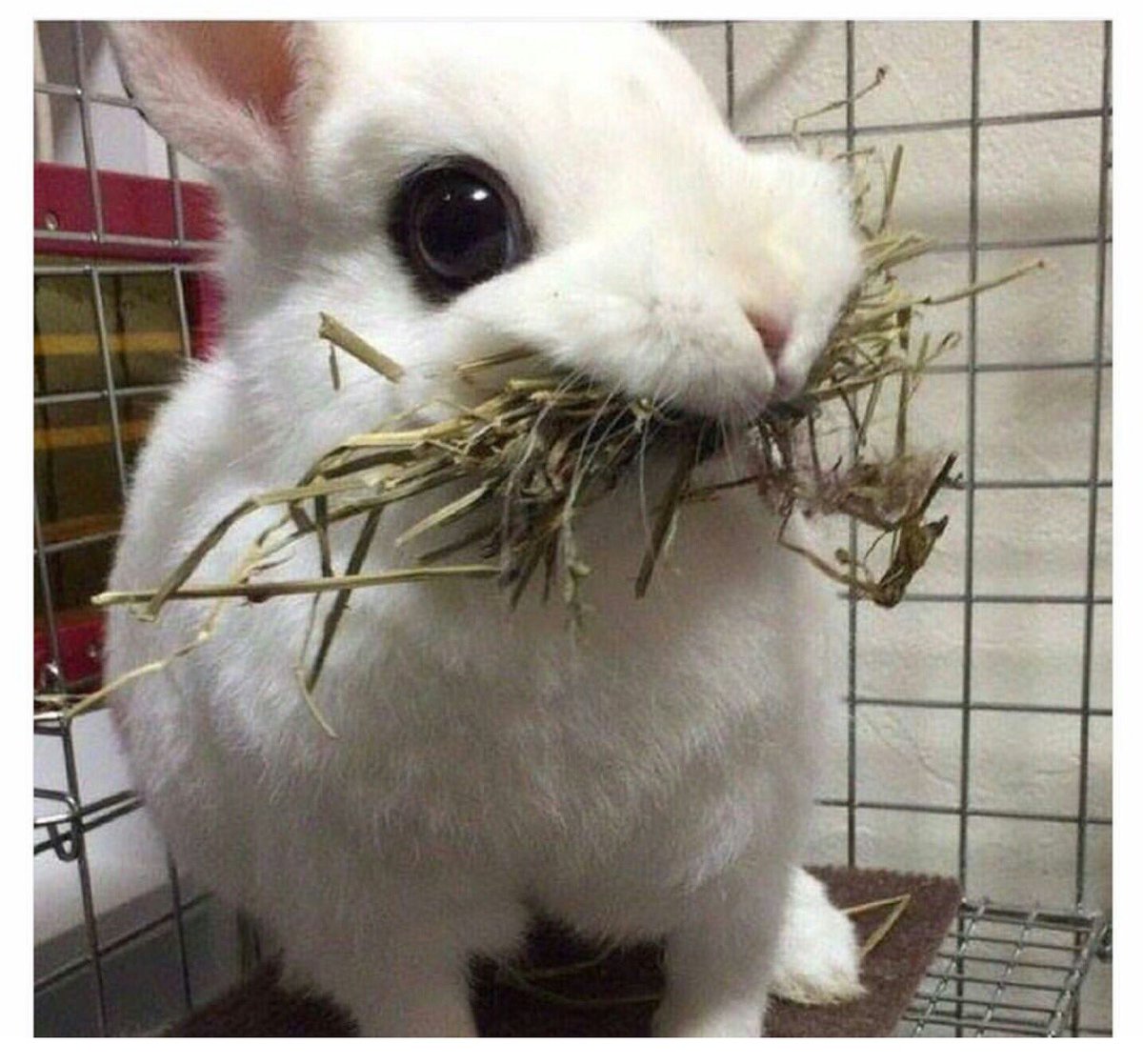 2DayFM's tweet photo. When the server comes to the table while ur chomping on ur food &amp; asks if everything's ok &amp; ur just like "isssggoo" https://t.co/T2CD2sVHXc
