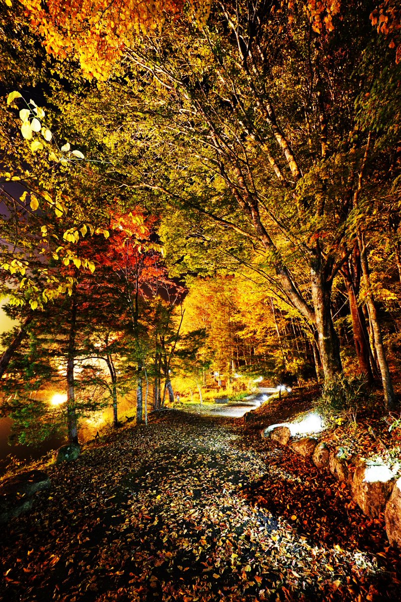 茶臼山高原 على تويتر 今年も茶臼山高原 紅葉ライトアップ を開催いたします 期間は10 8 10 30の土日祝を予定し 時間17 00 00を予定です 詳細が決まりしだいご案内いたします