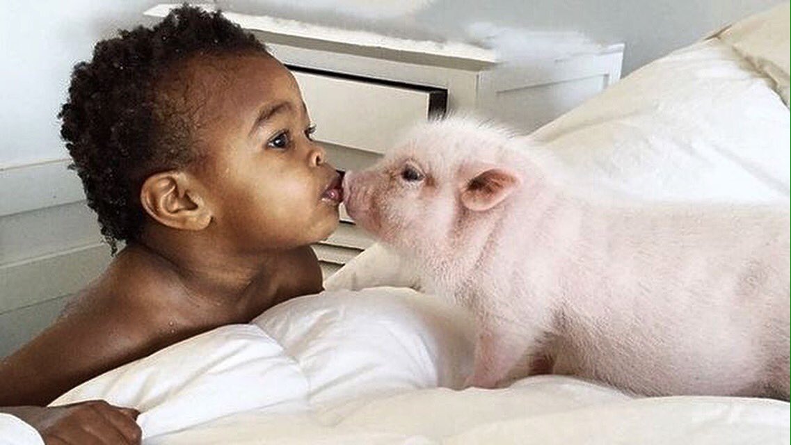 Just Cute Pigs tweet media