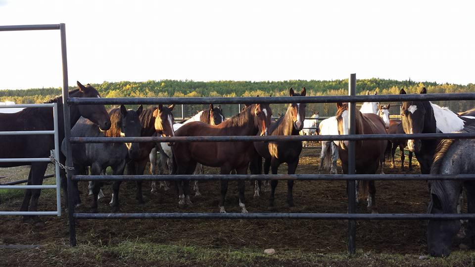 Susan_Rodeo's tweet photo. Congratulations @butterfieldluke Thanks for coming to the 2016 2nd Annual Medicine Lodge Fall Roundup! https://t.co/OPGOfNiaaP