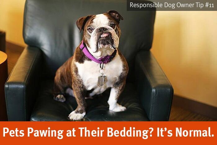 Banfield's tweet photo. Why do #dogs #paw at and trample a perfectly comfortable bed? Let’s find out! https://t.co/Qh5zJqmm7w #pethealth https://t.co/1JRLbYV8J2