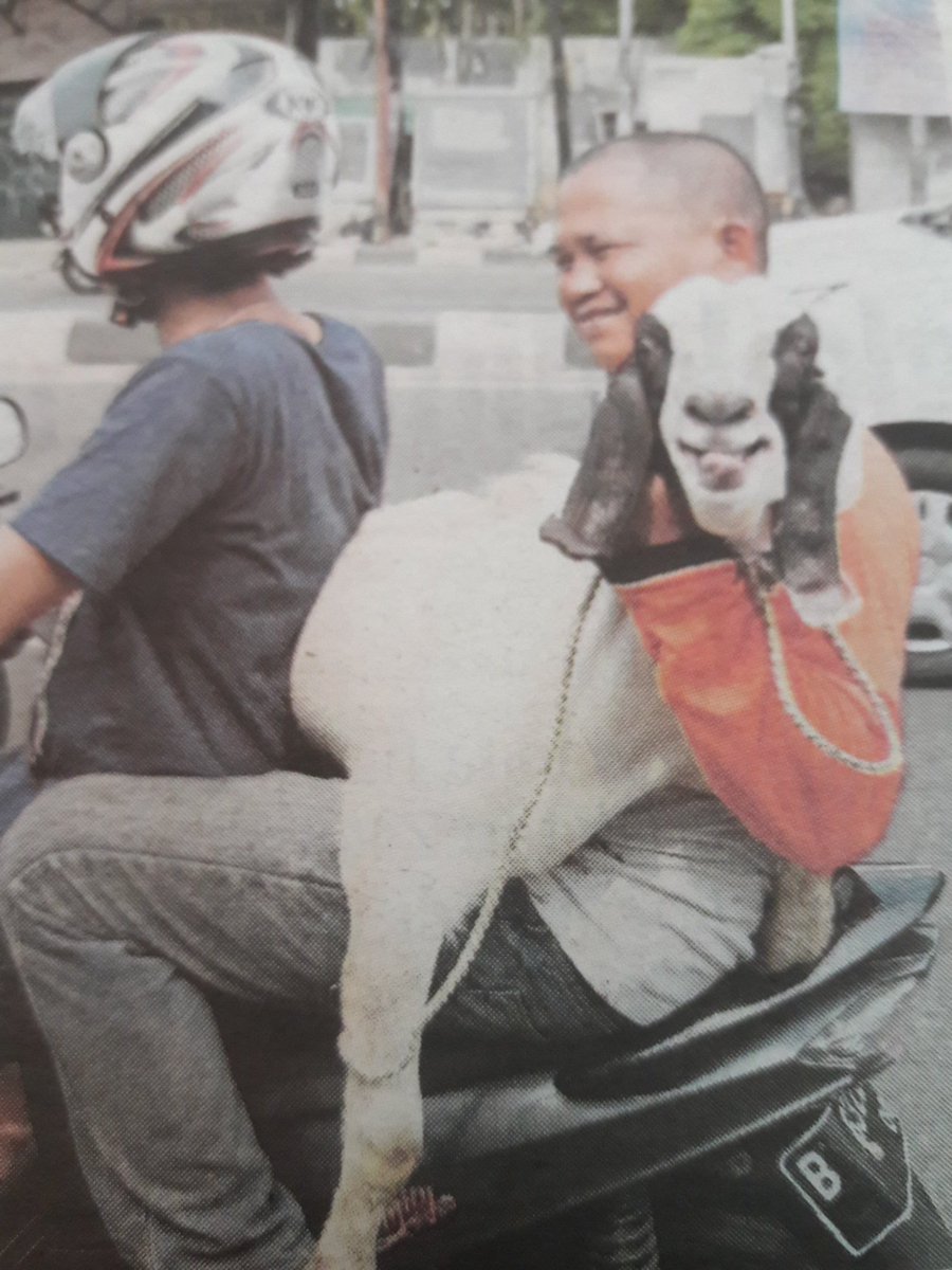GoatchaStudent's tweet photo. Salam aidiladha.. #sumberBH #12September2016 #SayangkuKambing 😙😙😙 https://t.co/TPAmuVZ57u