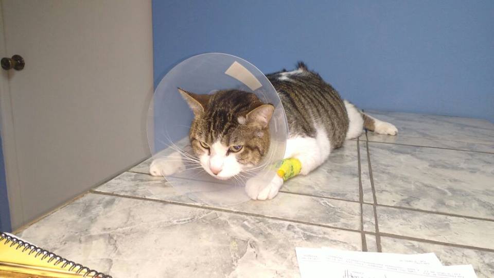MeCreoVivi's tweet photo. Perdido en #Concepcion Carreras con Paicavi! Anda con collar isabelino! Info al 994044442 @biobio @Cultura_Biobio https://t.co/9V0Bm8zDiP