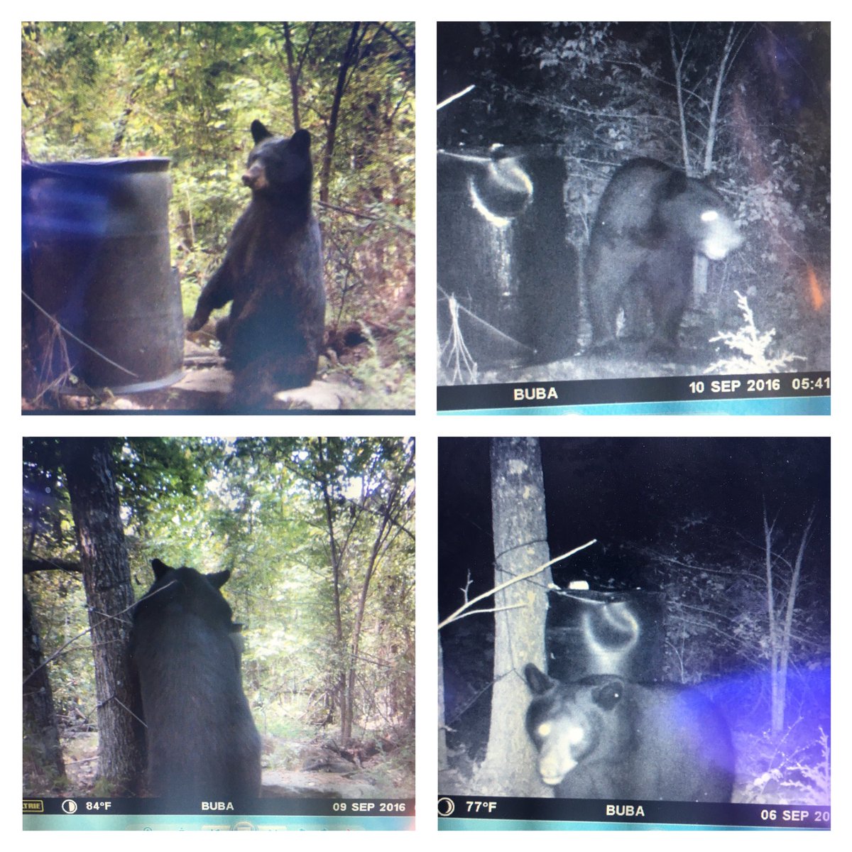 KylerWilliams03's tweet photo. Couple bears from the trail cam https://t.co/qKuBCHg93y