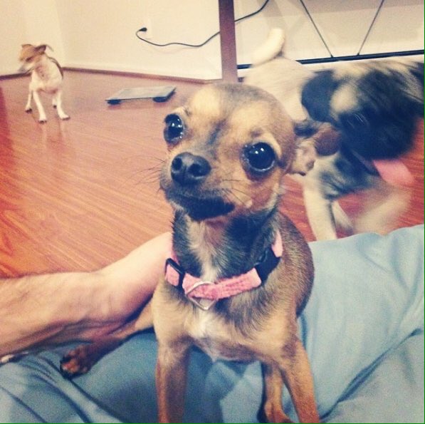 La perrita de <a href="/GermanGarmendia/">German</a> está perdida. Tu retuit puede ayudar a encontrarla. #DondeEstaMimi