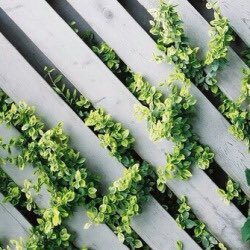 desimoodboard's tweet photo. •moodboard•aesthetic•green• https://t.co/qGHl2Cxvmr