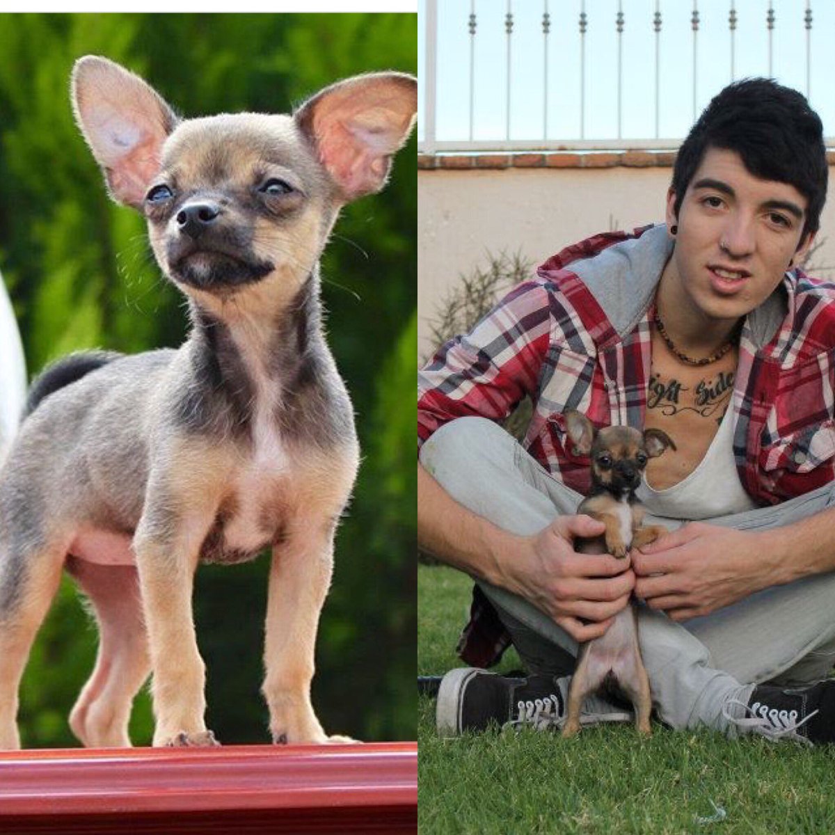 MaxArayaC's tweet photo. #DondeEstaMimi cualquier cosa un mensaje a @GermanGarmendia o háganlo saber PORFAVOR 😢❤️ https://t.co/6b66k3DPCI