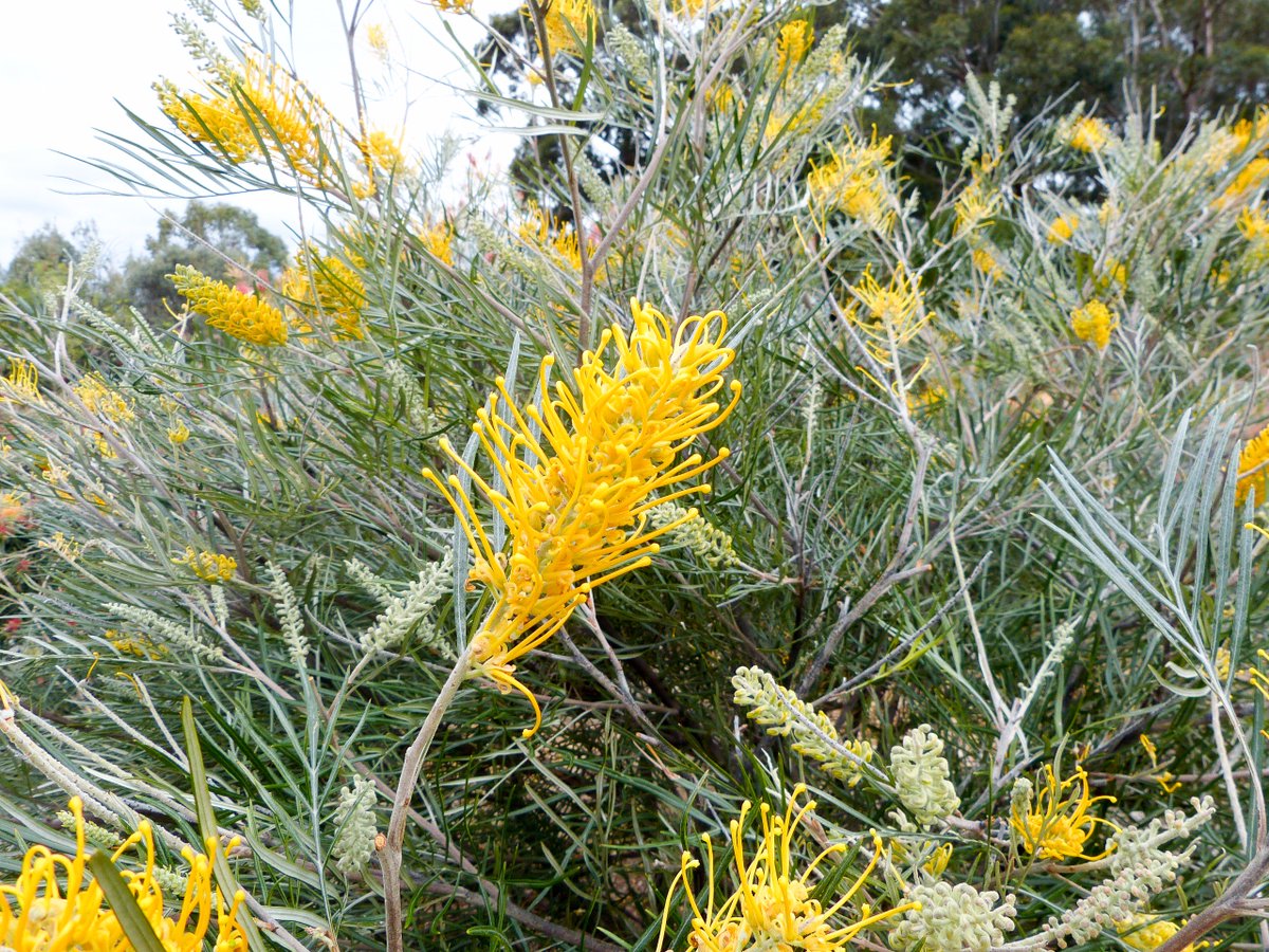 Simon Goodwin On Twitter Grevillea Bush Lemons Fast Growing Simon Goodwin On Twitter Grevillea Bush Lemons Fast Growing To 3m Grevilleas W Large Yellow Flowers Are Uncommon Illawarragrevilleapark