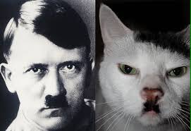 stalinismceo's tweet photo. #Catler https://t.co/1xSTtAzYOk