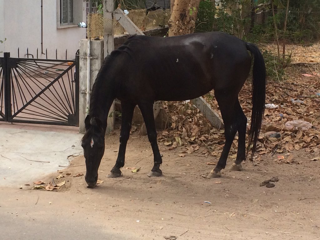 shailderashri's tweet image. @Sachbang What better way to start off the day than a friend that stops to say hello.#PetsAddLife #FourLeggedFriends