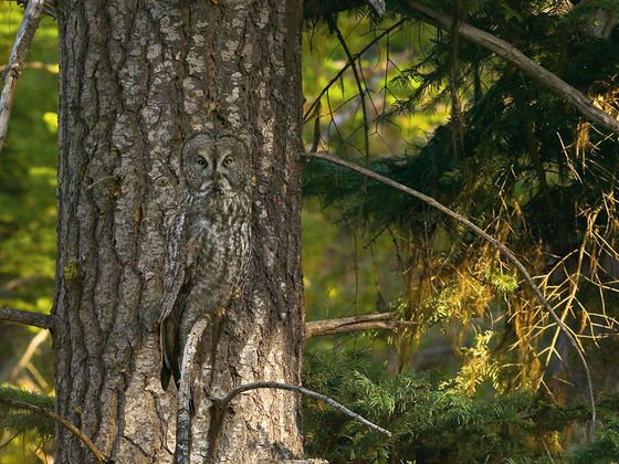 Can You Spot Them? 12 Animals That Have Mastered The Art Of Camouflage - incredibleworld.net/2016/09/can-yo… <a href="/IncredibleWorld/">IncredibleWorld.net</a>