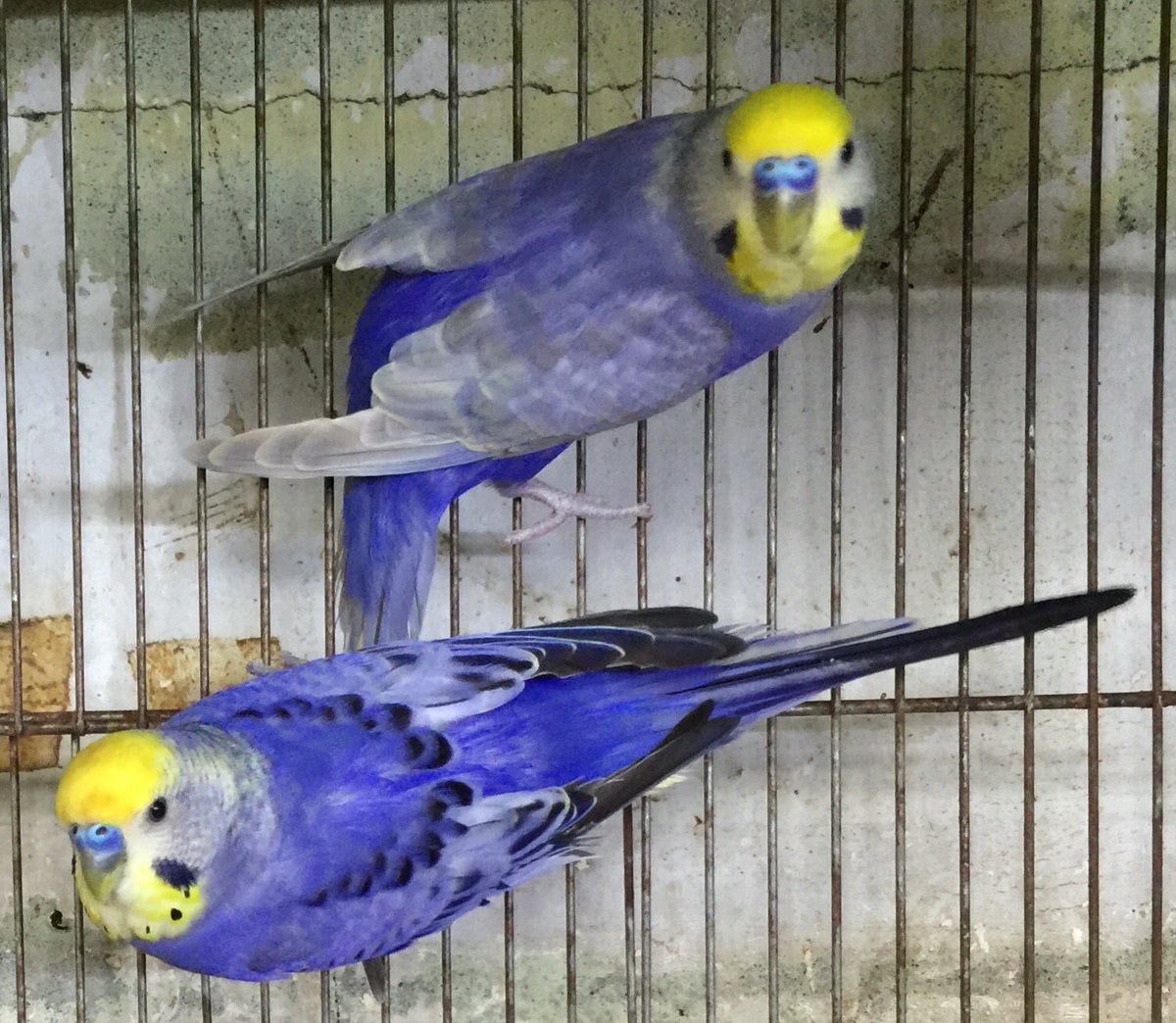 美鳥園 Ar Twitter ノーマルレインボーバイオレット パステルカラーレインボー バイオレット 上