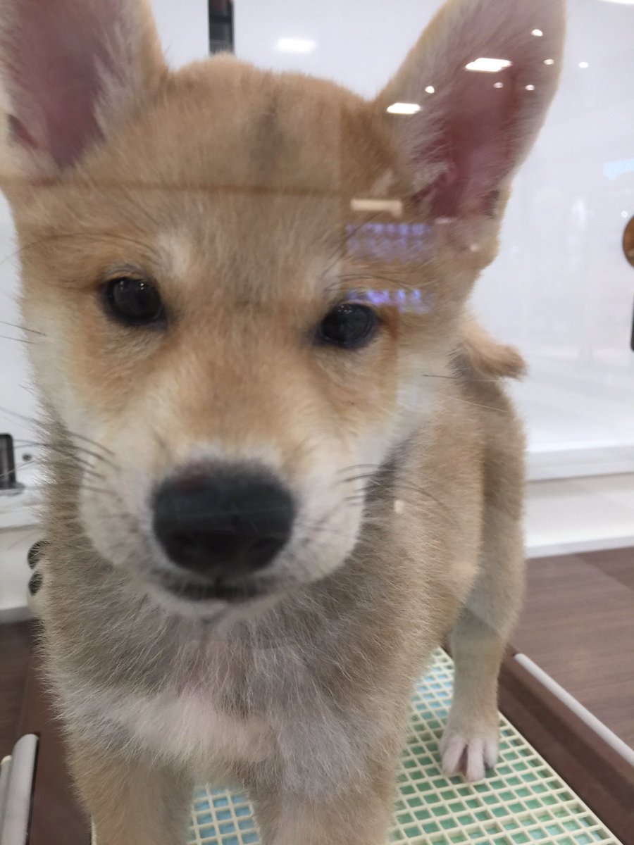 エリート情報 成田営業部 ペットショップ ワンラブ イオンタウン成田富里店 さんにちょっと癒されに立ち寄ってきました やっぱり柴犬かわい なぁ その愛くるしい瞳にまいっちゃいました 芝犬 ワンラブ